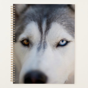 Agenda Closeup Stoic Gaze de um Malamute do Alasca