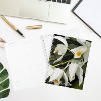 Agenda Coelogyne Mooreana Orchid Blooms Floral