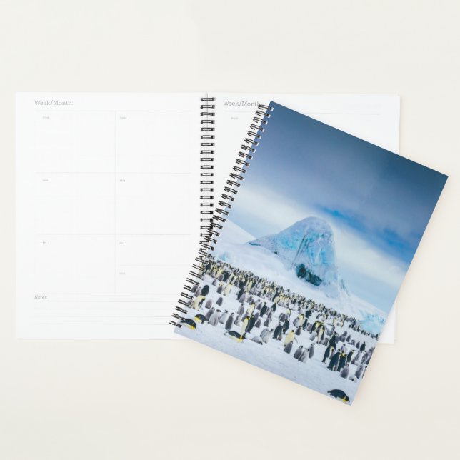 Agenda Colônia de Imperador Penguin (Exibição)