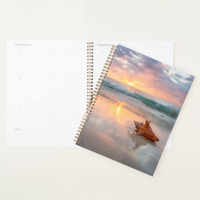 Agenda Conch Shell na Praia | Jamaica (Exibição)