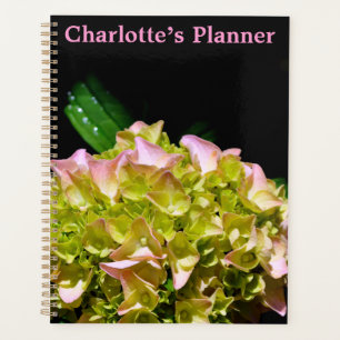 Agenda Cor-de-rosa verde Hidrangea flor rosa amarela