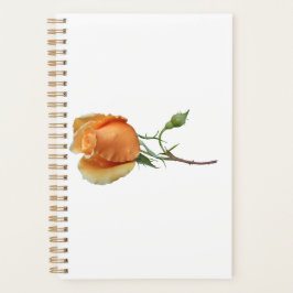 Agenda Corte de rosa solteiro