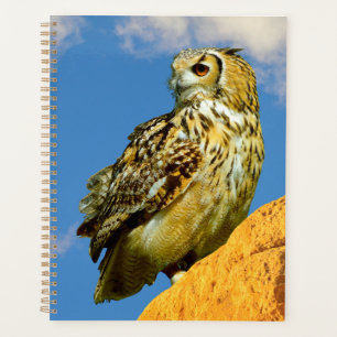 Agenda coruja-real-europeia