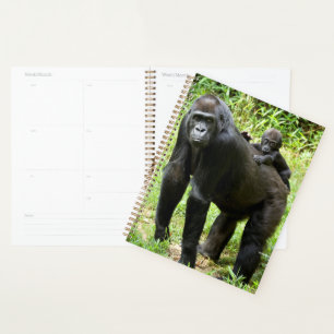 Agenda Criança Lowland Gorilla nas costas da mãe