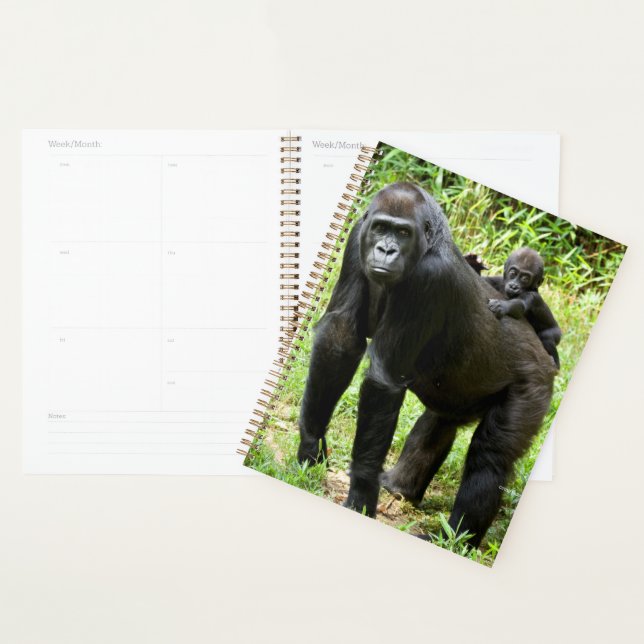 Agenda Criança Lowland Gorilla nas costas da mãe (Exibição)
