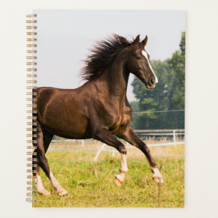Agenda Crie a Foto do Seu Próprio Cavalo de Estimação Per