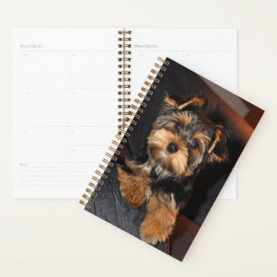 Agenda Cute Yorkshire Terrier Puppy Dog