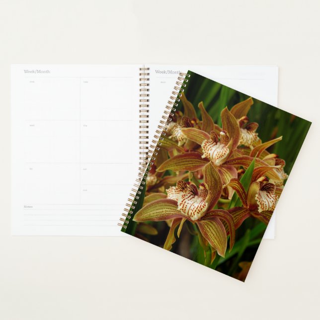 Agenda Cymbidium tracyanum (Exibição)