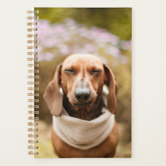 Agenda Dachshund bonito