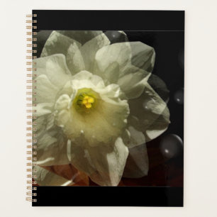 Agenda Daffodil Dreams
