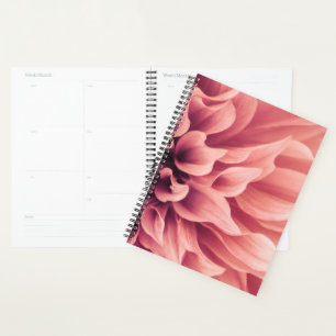 Agenda Dahlia Flower Blossom