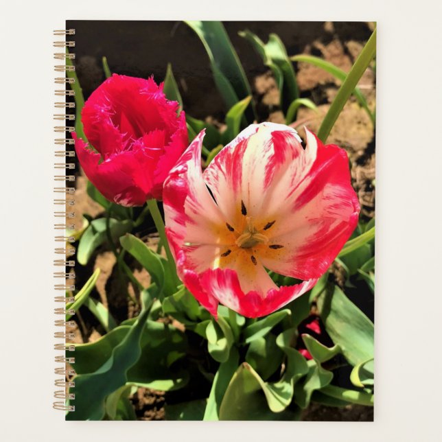Agenda Dentro a Tulipa Rosa e Branca (Frente)