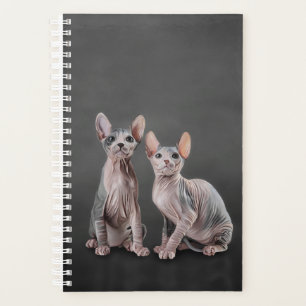Agenda Desenho de Sphynx kitten