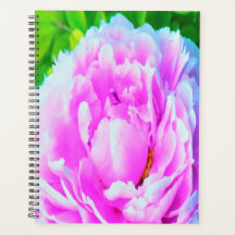 Detalhe Deslumbrante da Flor de Peônia Dupla Rosa