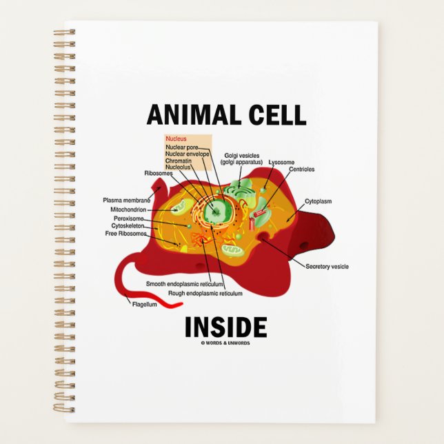Agenda Diagrama Eukaryote Dentro de Células Animais (Frente)