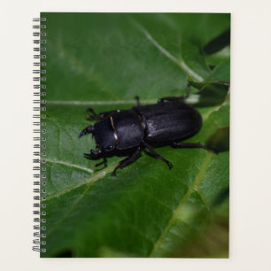 Agenda Dorcus parallelipipedus , o escaravelho inferior
