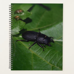 Agenda Dorcus parallelipipedus , o escaravelho inferior