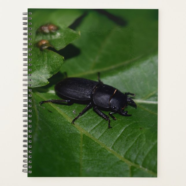 Agenda Dorcus parallelipipedus , o escaravelho inferior (Frente)