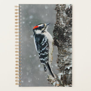 Agenda Downy Woodpecker em Neve - Foto Original