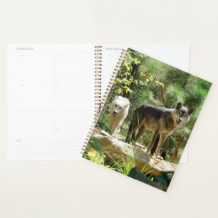Agenda Duas Cinzas na Floresta