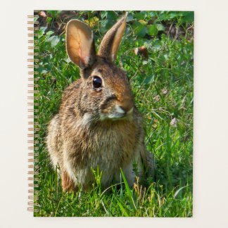 Agenda Eastern cottontail rabbit