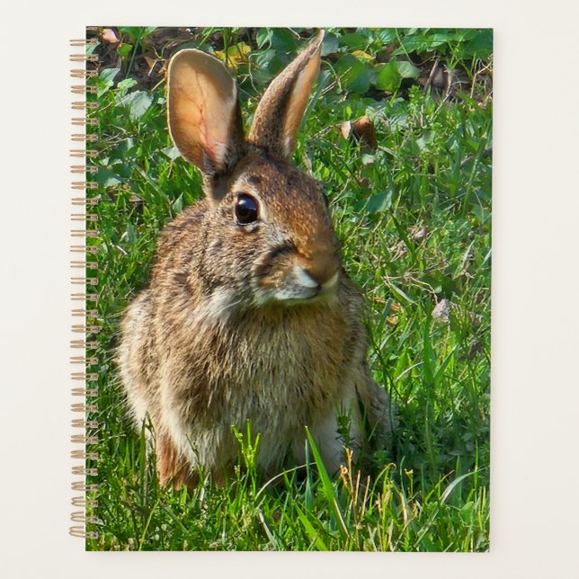 Agenda Eastern cottontail rabbit (Frente)