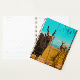 Agenda Eland Antelope Animal África do Sul ZA