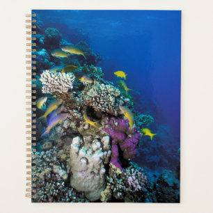 Agenda Enxame De Caprinos Em Torno De Coral Pequeno