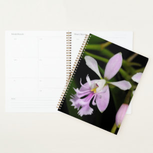 Agenda Epidendrum caligarium