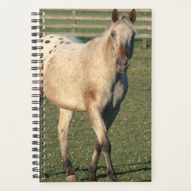 Agenda Equino de Foto Cavalo Andando Appaloosa (Frente)