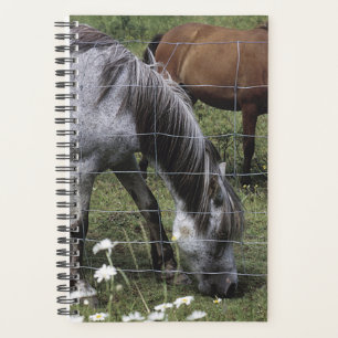 Agenda Equinos De Equação De Equídeos De Cavalo De Pla