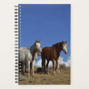 Agenda Equinos Povoados Equinos Fotográficos Equinos Pas