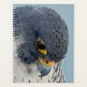 Agenda Falcão Peregrine 2022