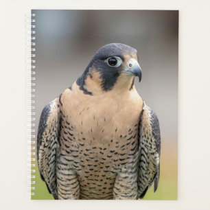 Agenda Falcão Peregrine 2022