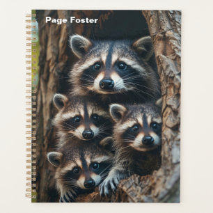 Agenda Família Raccoon