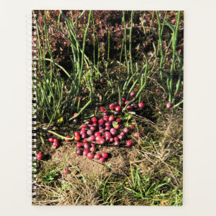 Agenda Fazenda de amora, Long Beach, Washington