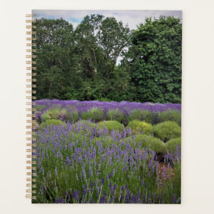 Agenda Fazenda lavanda