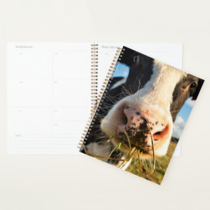 Agenda Fazendas Mastigação De Vaca Holstein