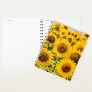 Agenda Fazendas   Um Campo De Girassol