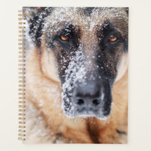 Agenda Fechamento Do german shepherd Coberto Na Neve