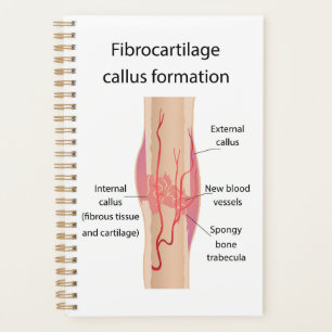 Agenda Fibrocartilagem Formação de células
