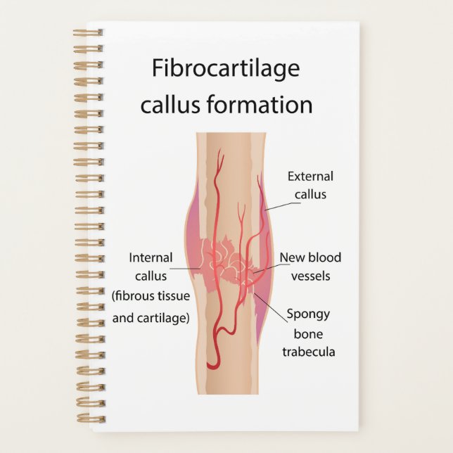 Agenda Fibrocartilagem Formação de células (Frente)