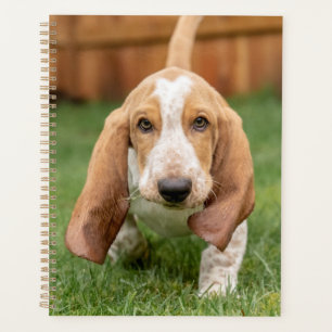Agenda Filhote de Basset Hound Caminhando
