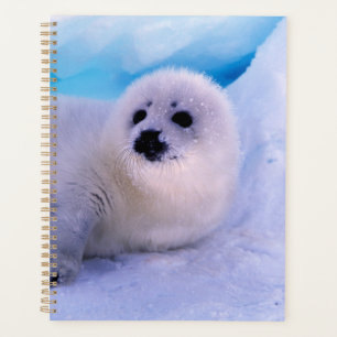 Agenda Filhote de Foca Pequena Coberto de Flocos de Neve