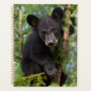 Agenda Filhote de Urso Negro Brincando nas Árvores
