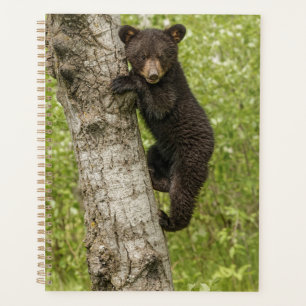 Agenda Filhote de Urso Negro na Árvore