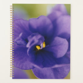Agenda Flor Azul Sangrando de Violet Saintpaulia Zoomed