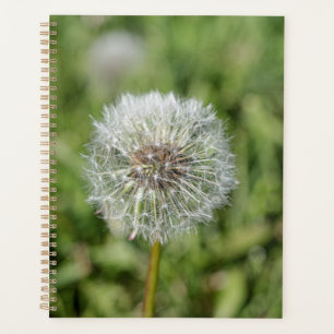 Agenda Flor de dandelion branco sobre grama verde