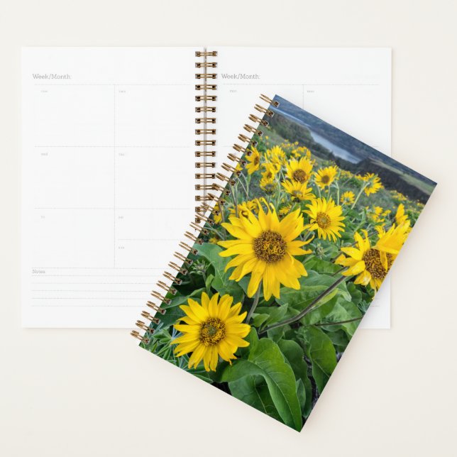 Agenda Flores | Balsomroot Columbia River, Oregon (Exibição)