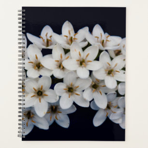 Agenda Flores brancas da primavera de 2022